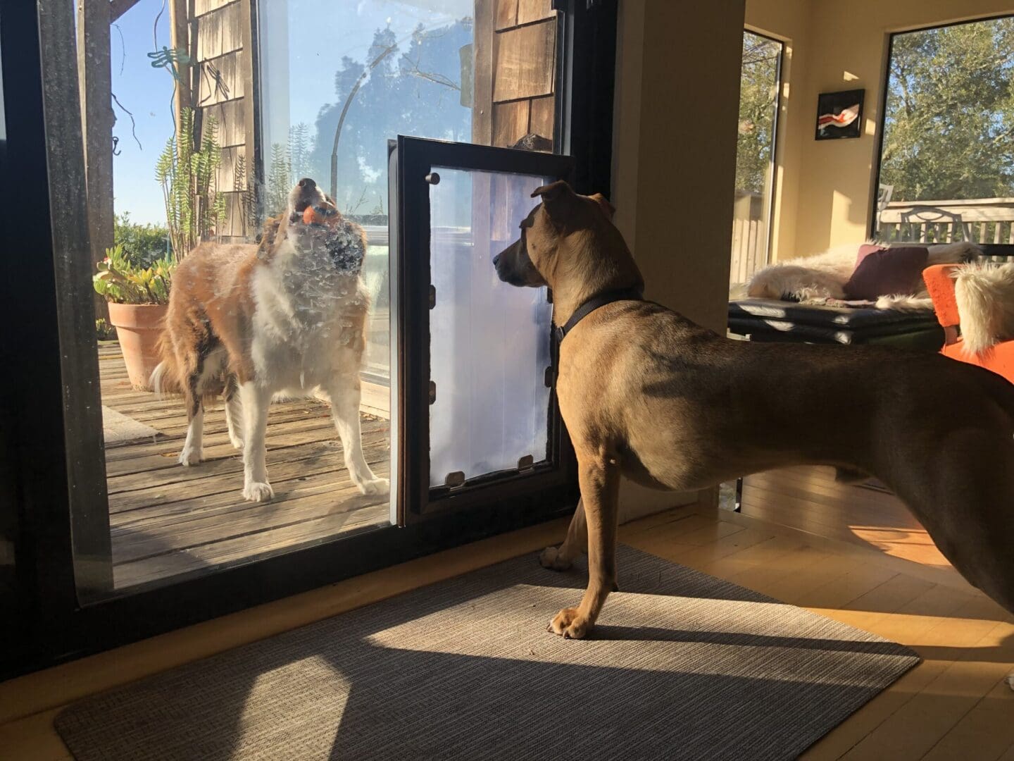 A dog standing in front of a sliding glass door.
